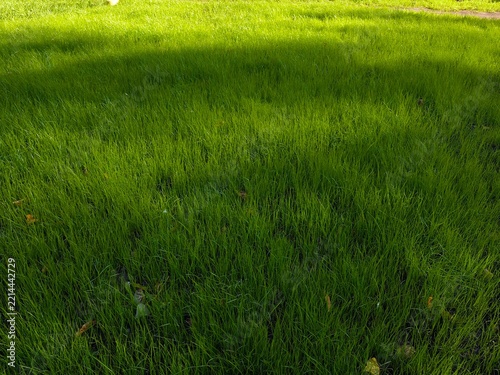 Vibrant green grass texture background with a beautiful transition from shadow to bright sunlight, perfect for eco and nature concepts.