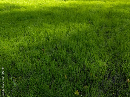 Vibrant green grass texture background with a beautiful transition from shadow to bright sunlight, perfect for eco and nature concepts.