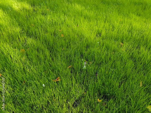 Vibrant green grass texture background with a beautiful transition from shadow to bright sunlight, perfect for eco and nature concepts.