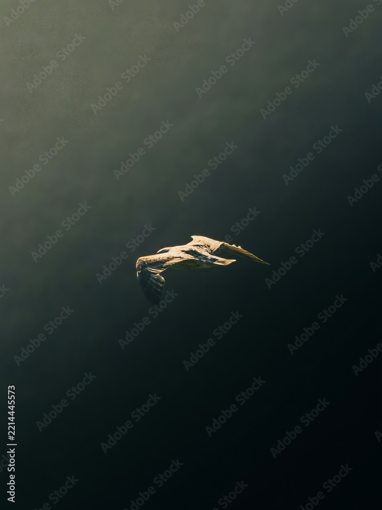Naklejka premium seagull in flight over water