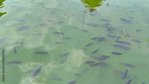 School of Tilapia Fish Swimming in Freshwater Pond High Angle View