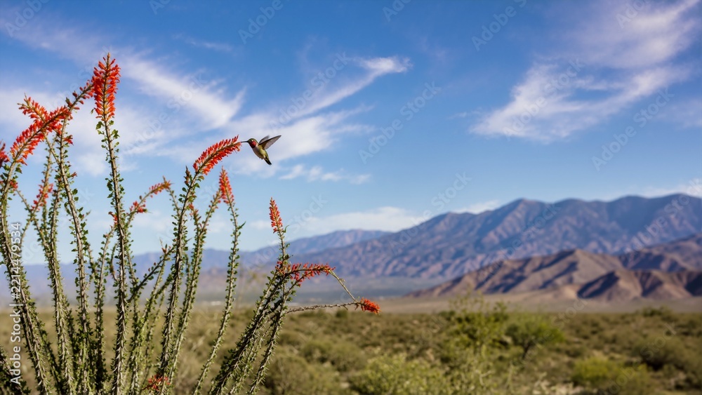 Fototapeta premium Hummingbird hovering to feed on blooming ocotillo cactus in desert. Small bird in flight with mountain background during migration