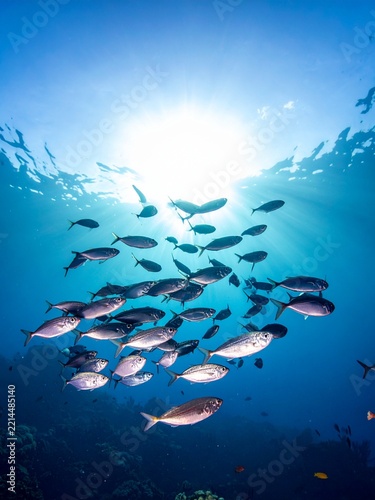 A school of fish swimming underwater with sun rays piercing through the ocean surface.