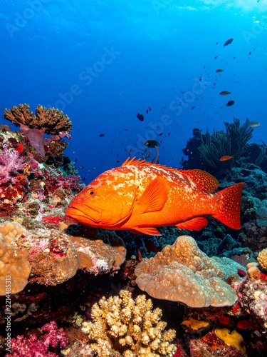A vibrant orange coral trout swims gracefully among colorful coral reefs in clear blue tropical ocean waters.