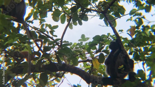 langurs orange baby red leaf monkey on trees jumps on branch borneo island