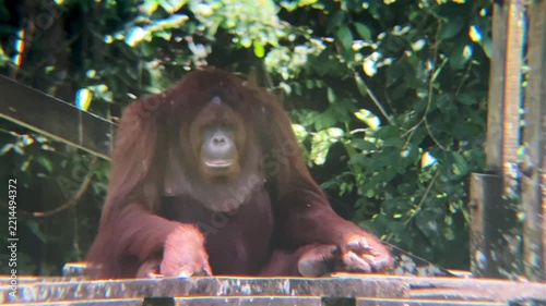 female adult orangutan is crawling on stage national park borneo Malaysia