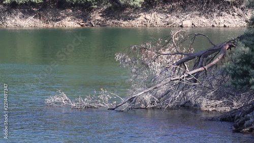 Fallen tree with dry branches on the zêzere river bank in portugal