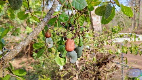 Closeup of ripening pink cashew apples with kidney shaped nuts on leafy branch
