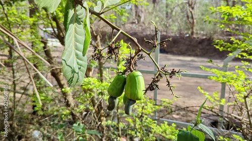 closeup of view of young green cashews growing on branch amid vibrant tropical natural surroundings
