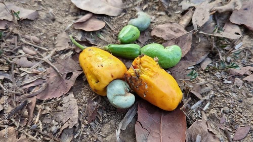 Closeup of fallen cashew apple with growing raw nut on forest floor naturally