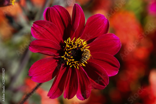 Bee Collecting Pollen on a Vibrant Red Dahlia