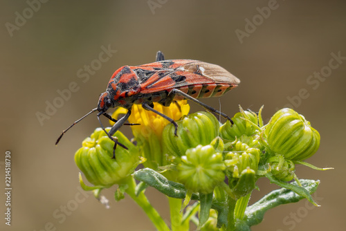 Red and black true bug resting on flower buds in macro photograph.