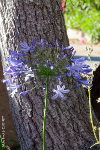 Agaçante en fleurs en Corse - France