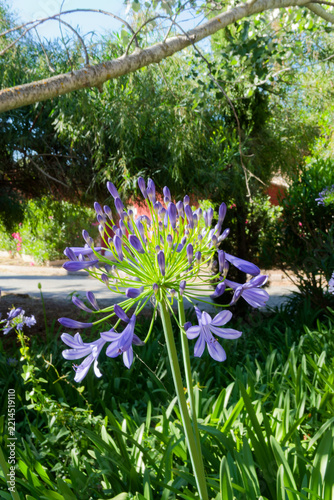 Belle couleur de l'Agapenthes en Corse - France