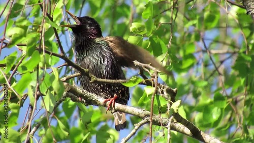 A male starling sitting on a wire against a backdrop of green nature, calling out to a female to mate; a springtime scene of wildlife.