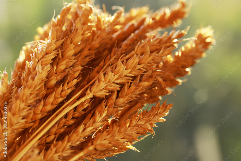 Fototapeta premium Golden Wheat Ears in Sunlight: Harvest Season and Agricultural Abundance