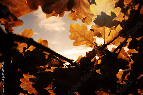 Beautiful Nature Autumn landscape. Scenery view on autumn city park with golden yellow foliage in Sunny day. Walking path in the city Park strewn with autumn fallen leaves.