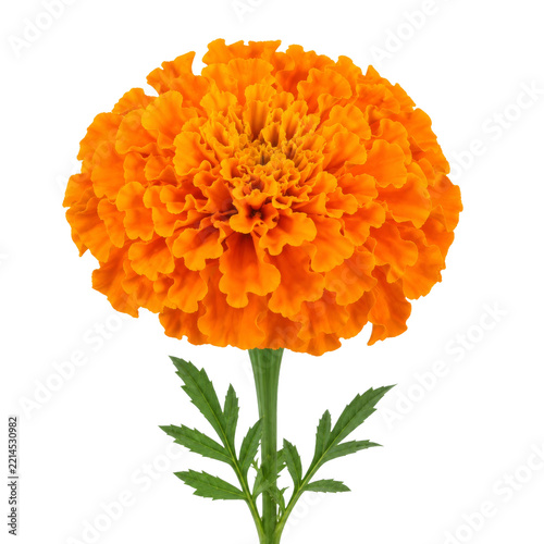 Vibrant orange marigold flower with ruffled petals isolated on a clean white background