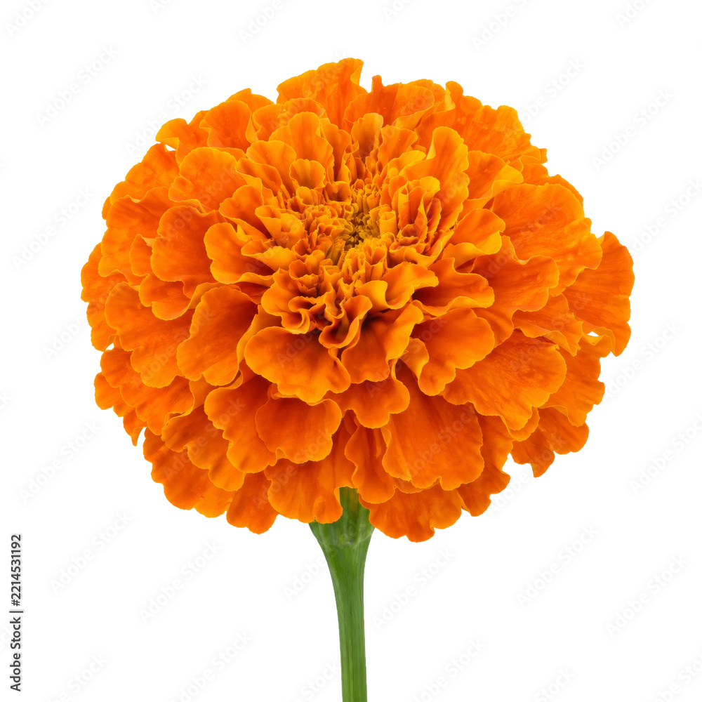 Naklejka premium Vibrant orange marigold flower head isolated on a clean white background for floral design