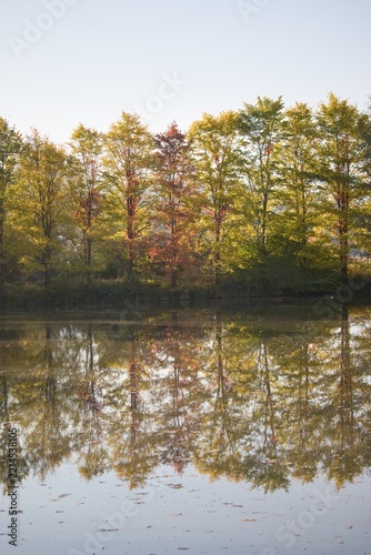 Vertical autumn trees line reflection on calm lake water