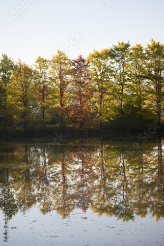 Vertical autumn forest line reflecting in calm lake water