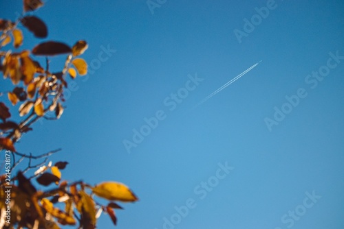 Airplane contrail in blue sky framed by autumn leaves