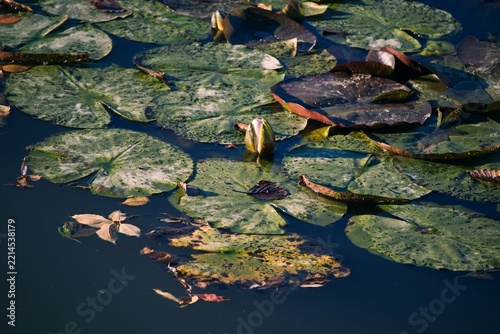 Water lily leaves and closed flower bud on lake surface