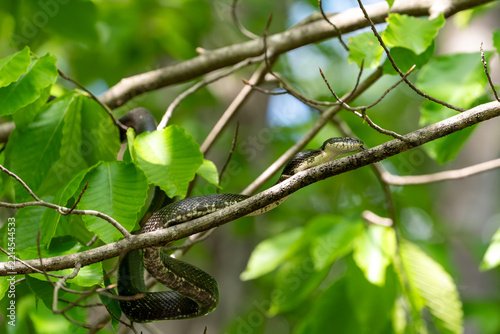 Juvenile black rat snake moving along a tree branch to the right by slowly uncoiling