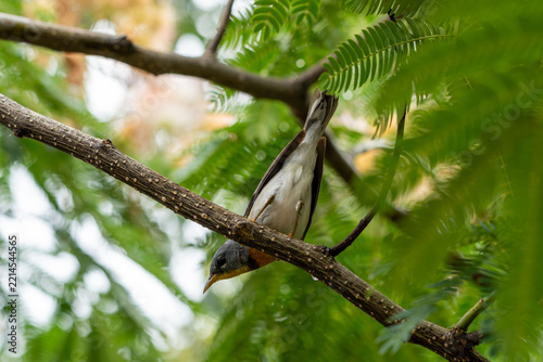 Northern Parula looking down from a mimosa tree branch with tailfeathers in the air
