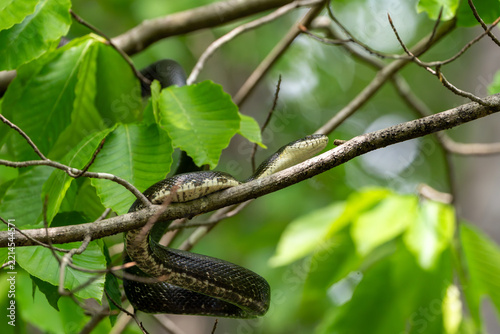 Juvenile black rat snake with body wound around a small tree branch, partially behind leaves, looking right