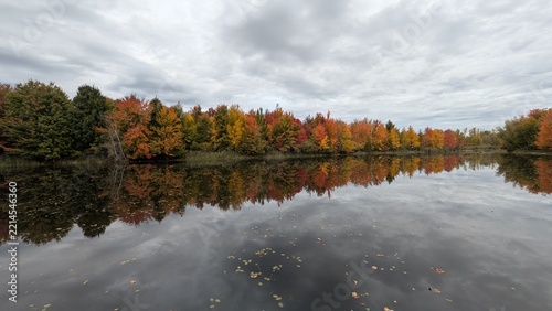 Reflection of trees in fall on a pond