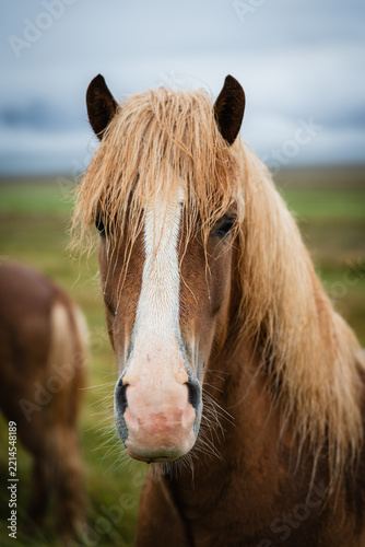 portrait of a icelad horse