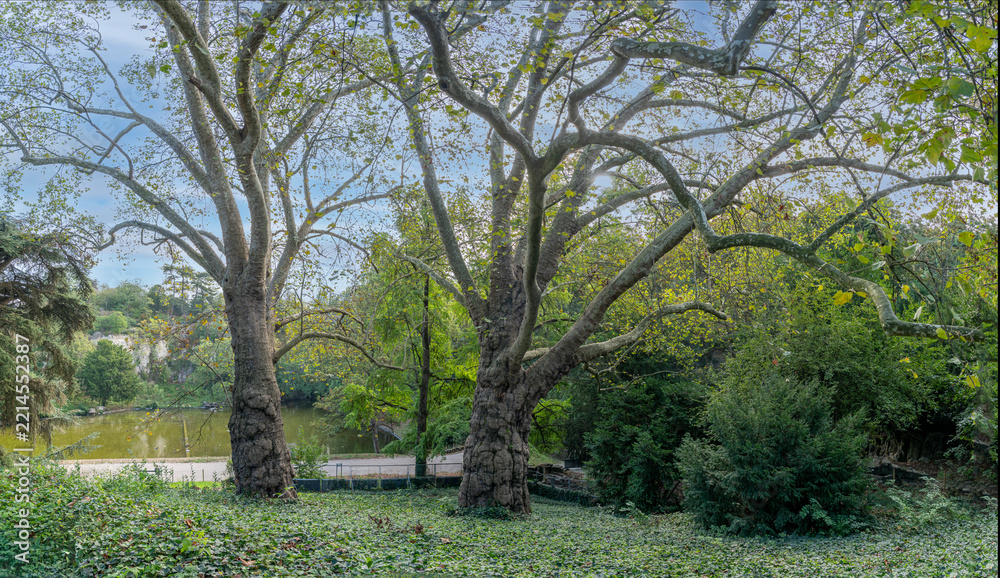 Fototapeta premium Paris, France - 10 04 2026: Park des Buttes Chaumont. Panoramic view of remarkable oriental plane trees in the park