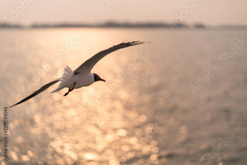 seagull in the sky