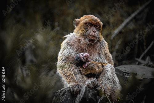 Photography Macaque monkey in the forests of Algeria