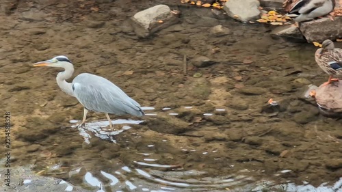 Grey heron walking through clear shallow stream with ducks nearby in autumn