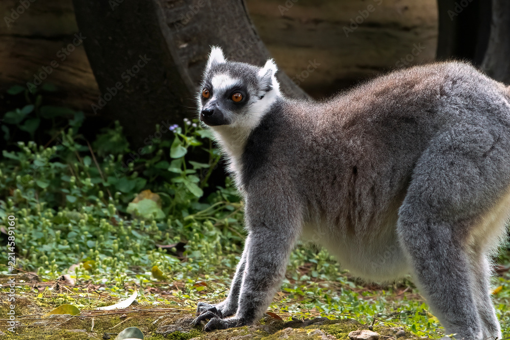 Fototapeta premium Ring-tailed Lemur (Lemur catta) Standing on Grass