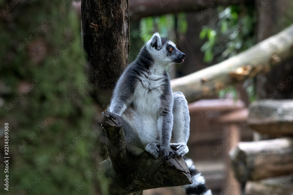 Fototapeta premium Ring-tailed Lemur (Lemur catta) Standing on Grass