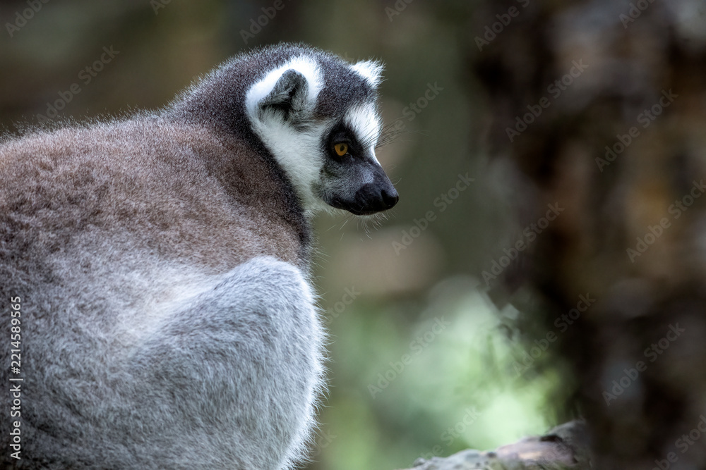 Obraz premium Ring-tailed Lemur (Lemur catta) Standing on Grass