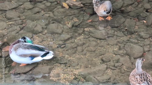 female mallard duck