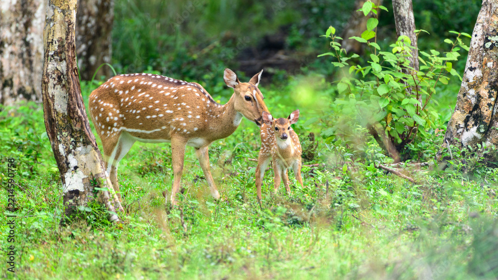 Naklejka premium Mother deer with her young fawn standing together in the lush green forest of wilpattu national park, sri lanka