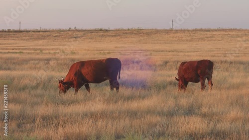 Brown cows graze in a sun-baked meadow in the evening