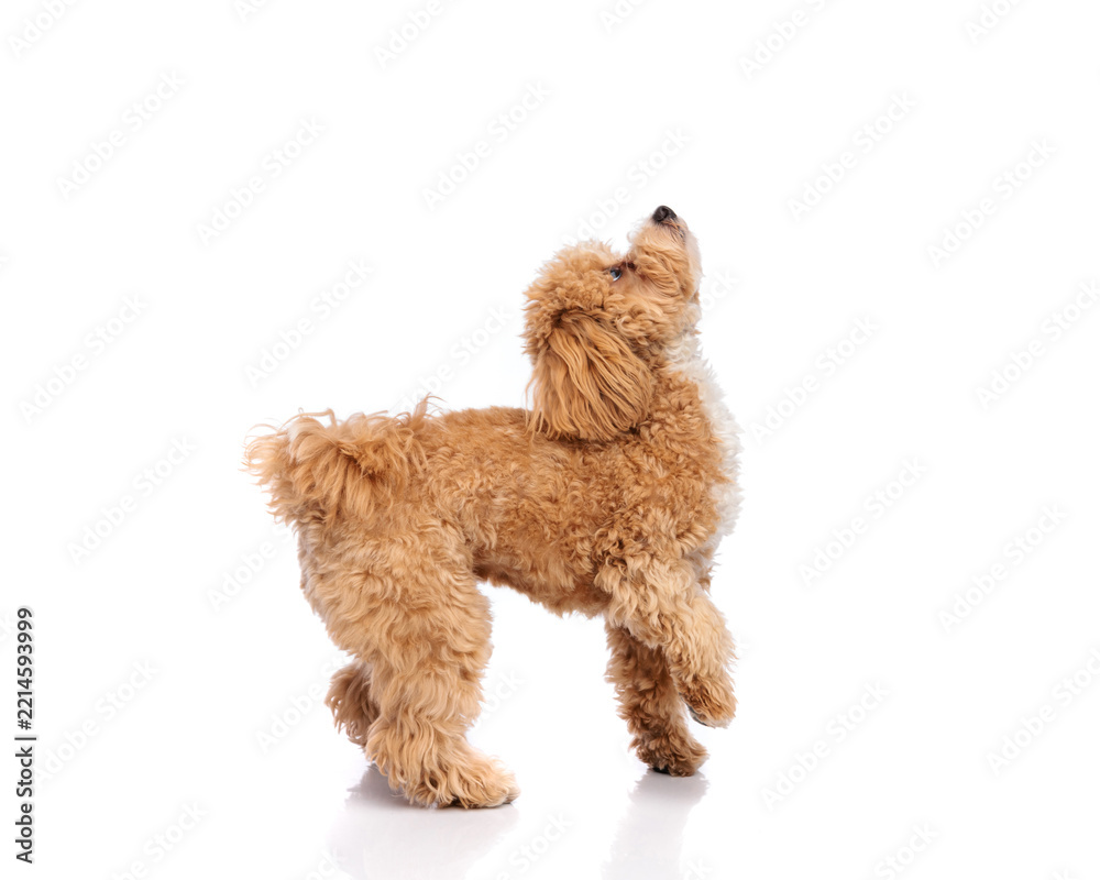 Fototapeta premium Side view of maltipoo dog reaching up