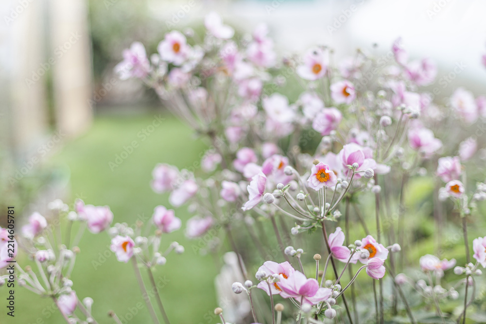 Obraz premium Soft focus close-up of delicate light pink Japanese anemone flowers blooming in garden. Beauty of nature, floral fragility, tranquility, aesthetic of spring. Natural backgrounds.