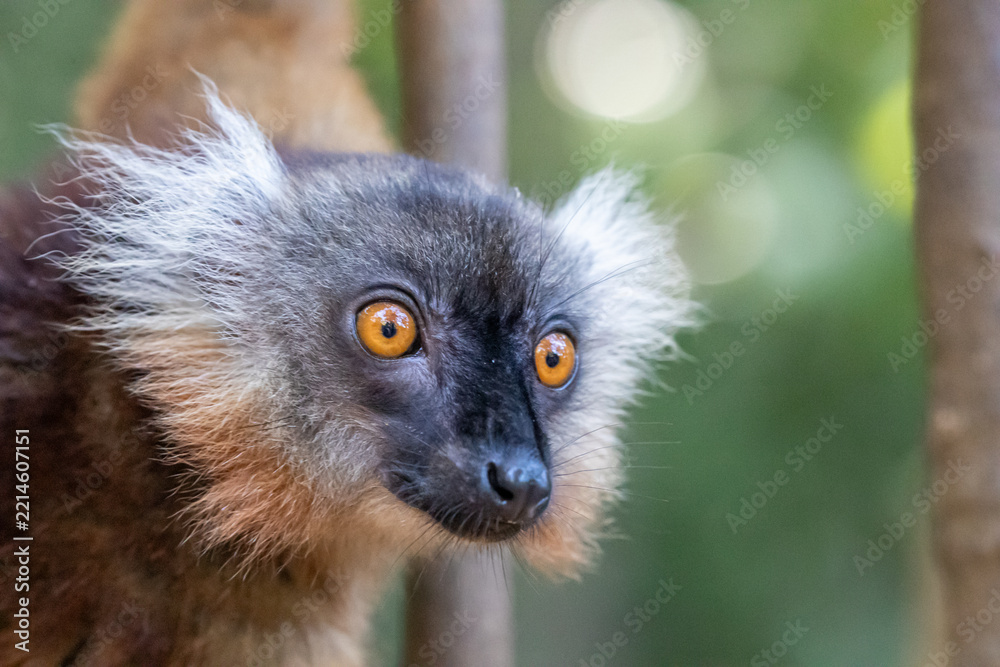 Fototapeta premium Madagascar, Nosy Be, Black Lemur (Eulemur macaco), female, portrait
