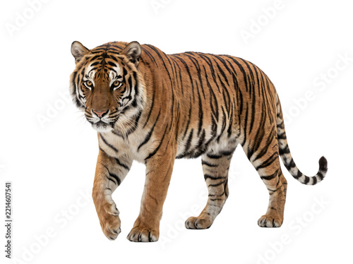 Bengal tiger walking isolated on a transparent background