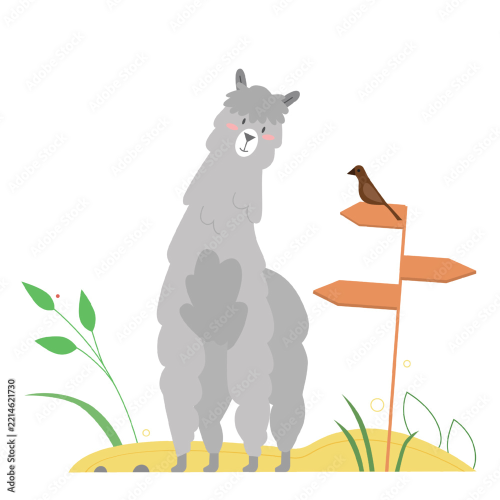 Fototapeta premium Cute llama alpaca. Camel animal family, fluffy lovely llama, lamoid species vector illustration
