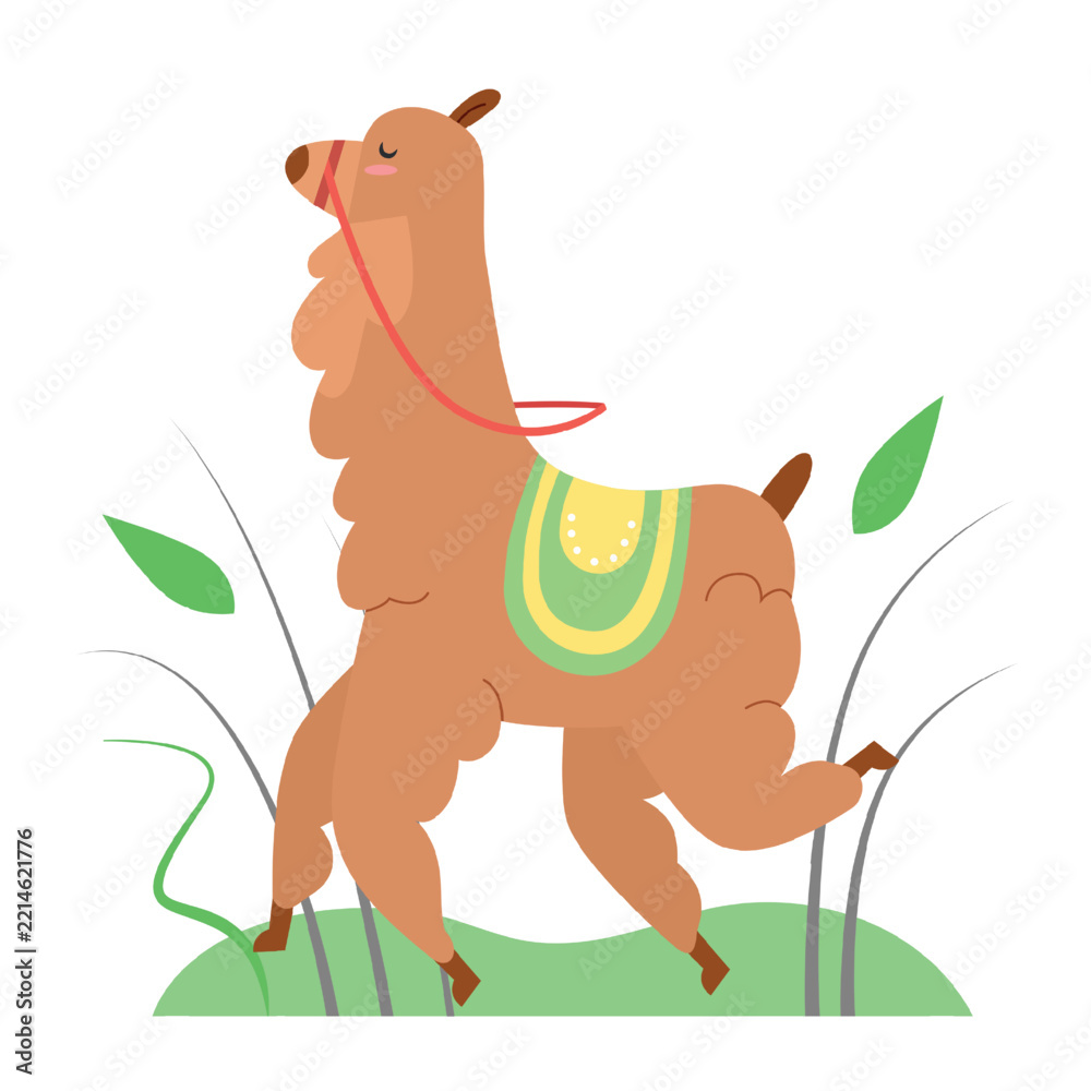 Fototapeta premium Walking llama alpaca. Running camel family alpaca, farm animal vector illustration