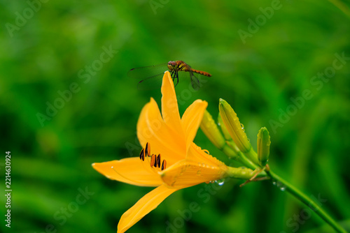 雨上がりのニッコウキスゲの花にとまる赤とんぼ