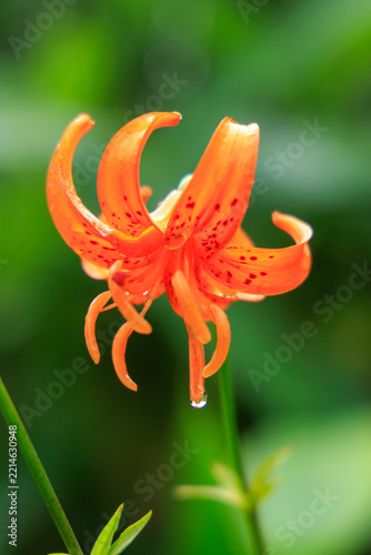 雨上がりの滴したたるクルマユリの花